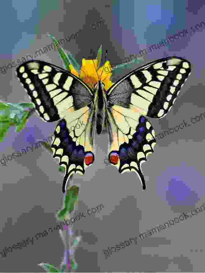 Papilio The Butterfly, In Love With A Flower Butterfly The The Hans Christian Andersen